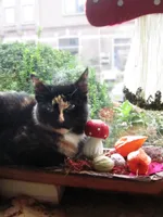 Miesje zelf zit prinsheerlijk in Leora's Herfststukje in de vensterbank.. Dat ze dat elke dag 'ruineert' heeft ze niet door ;-)