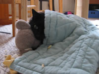 Zip de kat onder dekentje